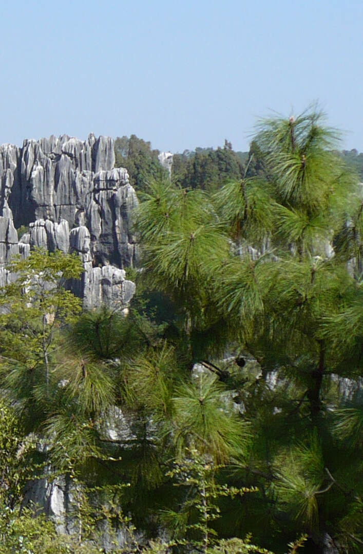 Image of Yunnan Pine