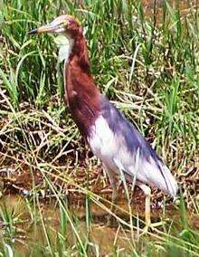 Image of Chinese Pond Heron