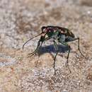 Plancia ëd Cicindela (Cicindela) fulgida Say 1823