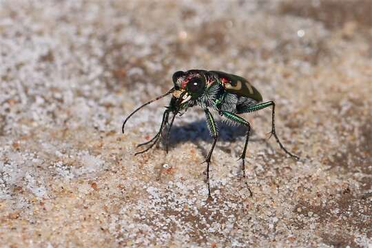 Plancia ëd Cicindela (Cicindela) fulgida Say 1823