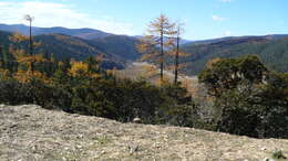 Image of Chinese Larch