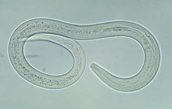 Image of Ancylostoma duodenale