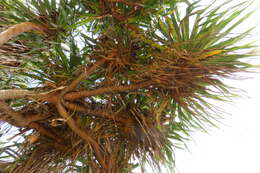 Image of Tahitian screwpine