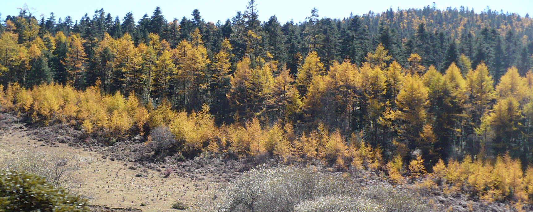 Image of Chinese Larch