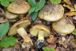 Image of Cortinarius citrinus J. E. Lange ex P. D. Orton 1960