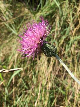 Image of Flodman's thistle