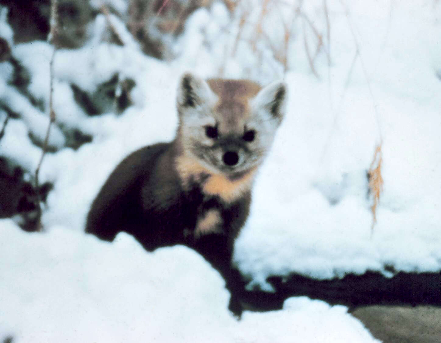 Image of American Marten