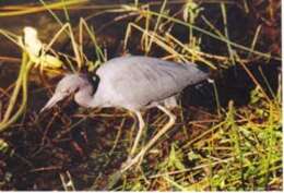 Слика од Egretta caerulea (Linnaeus 1758)