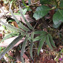 Sivun Selliguea albidosquamata (Bl.) Parris kuva