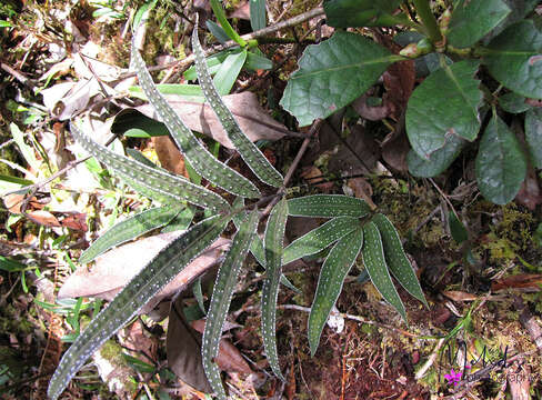 Image of Selliguea albidosquamata (Bl.) Parris