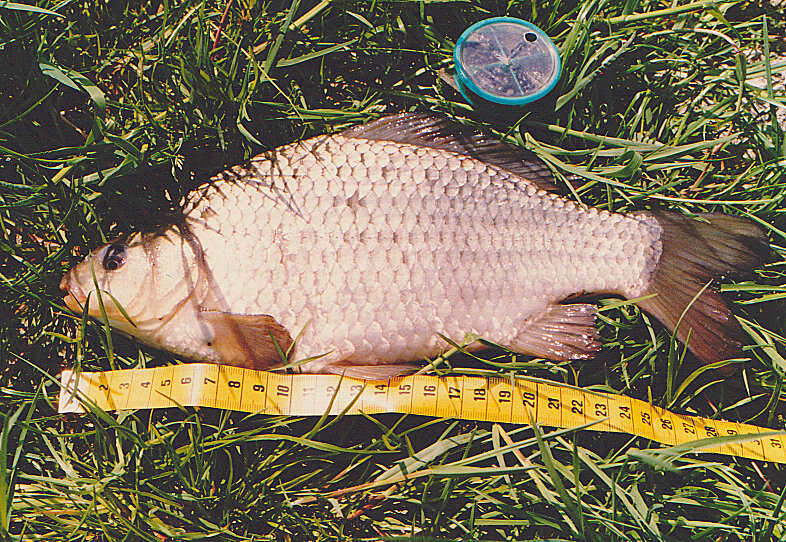 Image of Crucian Carp