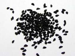 Image of black cumin