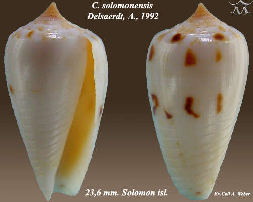 Image of Conus solomonensis Delsaerdt 1992