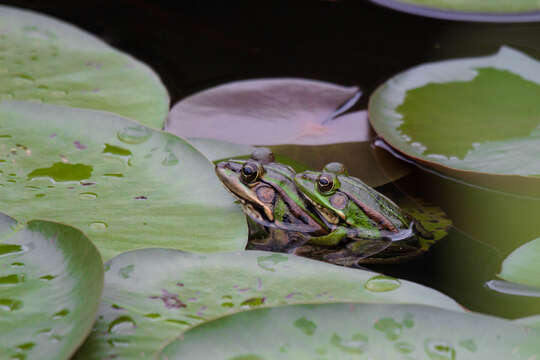 Image of Fukien Gold-striped Pond Frog