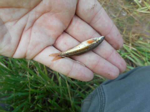 Image of Eastern Blacknose Dace