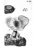 Image of Polyporus tuberaster (Jacq. ex Pers.) Fr. 1821