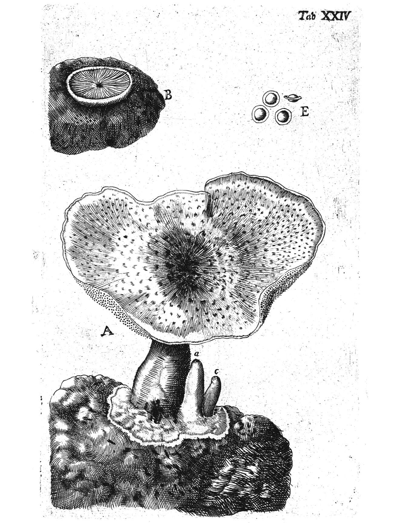 Image of Polyporus tuberaster (Jacq. ex Pers.) Fr. 1821