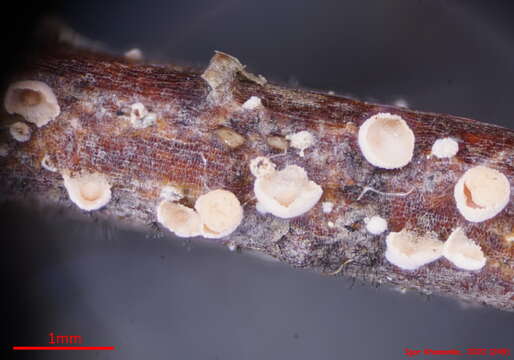 Plancia ëd Corticium minnsiae (H. S. Jacks.) Boidin & Lanq. 1983