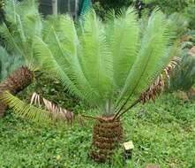 Image of Cycad