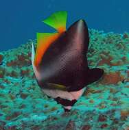 Image of Singular Bannerfish