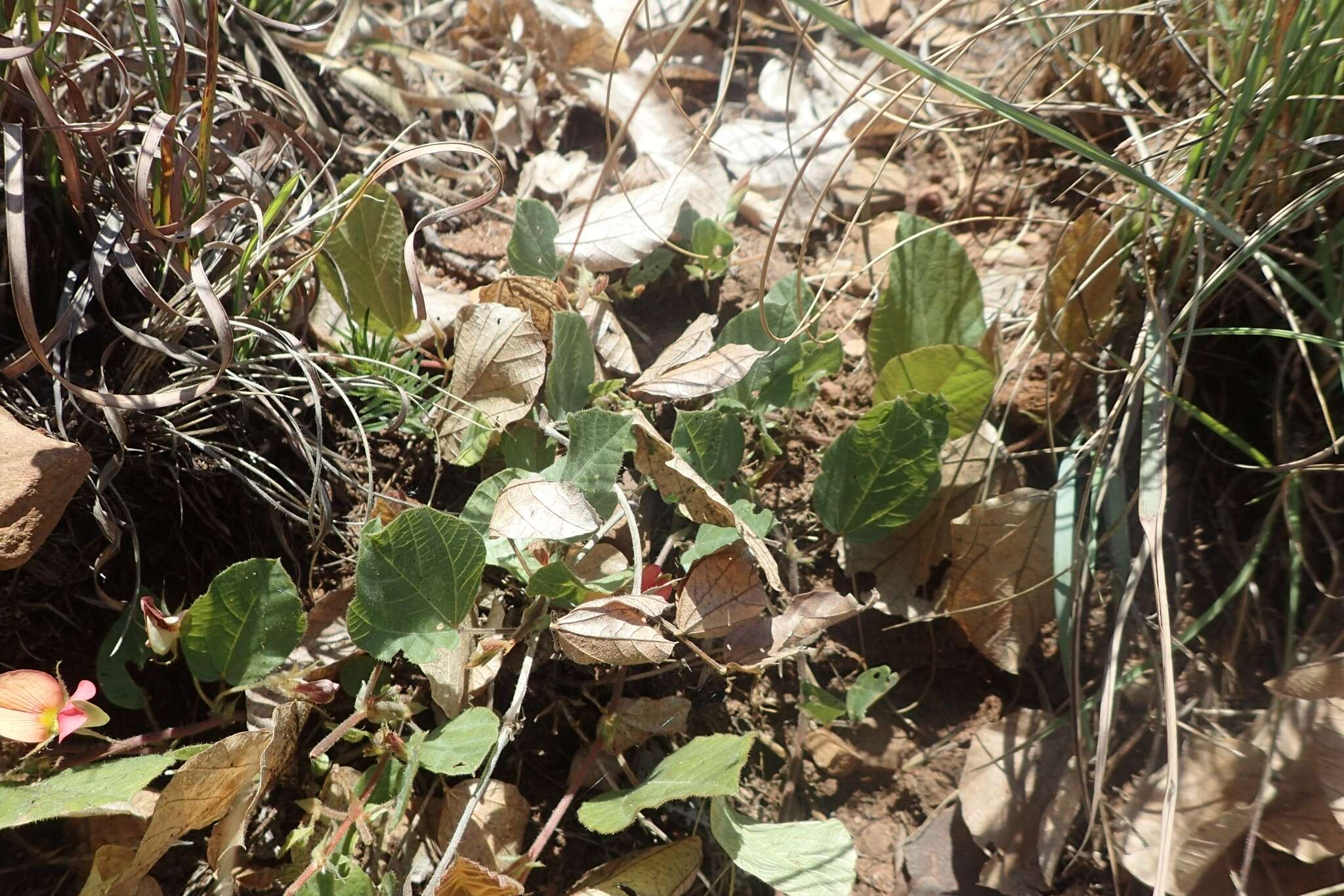 Image of Rhynchosia monophylla Schltr.