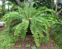 Image of Natal Cycad