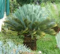 Image of Kei Cycad