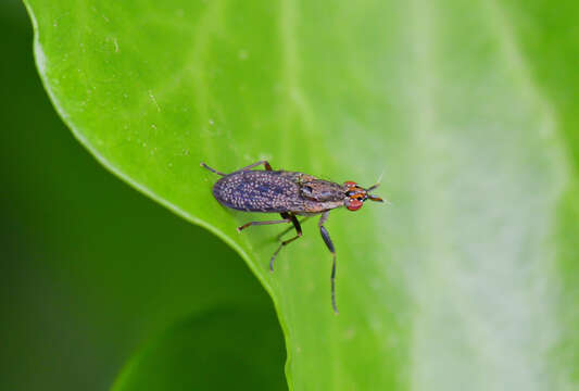 Image of Euthycera alaris Vala 1983