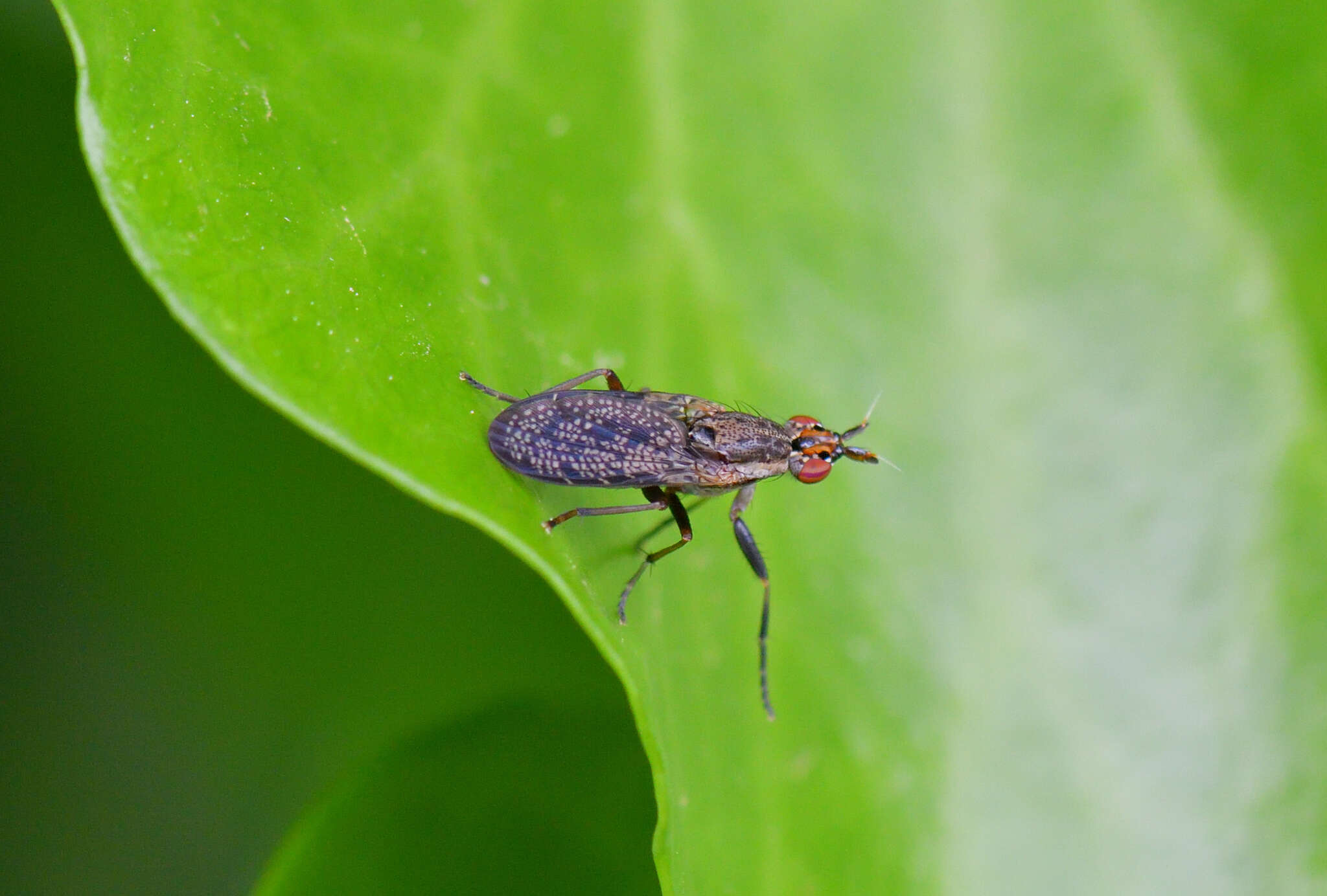 Image de Euthycera alaris Vala 1983