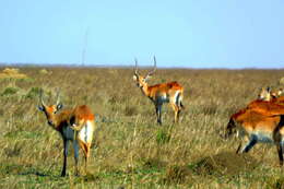 Image de Kobus leche kafuensis Haltenorth 1963