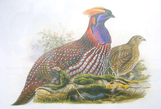 Image of Temminck's Tragopan