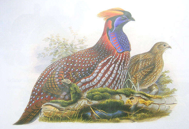 Imagem de Tragopan temminckii (Gray & JE 1831)