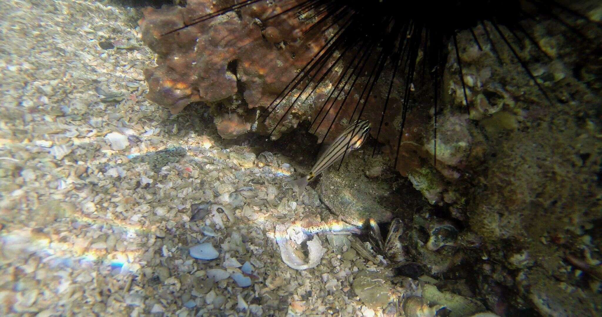 Sivun Cheilodipterus novemstriatus (Rüppell 1838) kuva