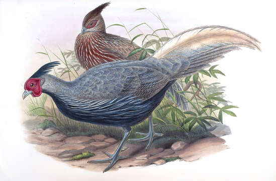 Image of Kalij Pheasant