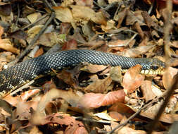 Image of Malagasy hognose snake