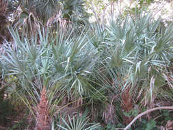 Image of Cabbage Palm