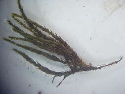 Image of Lescur's platylomella moss