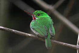 Image of Broad-billed Tody