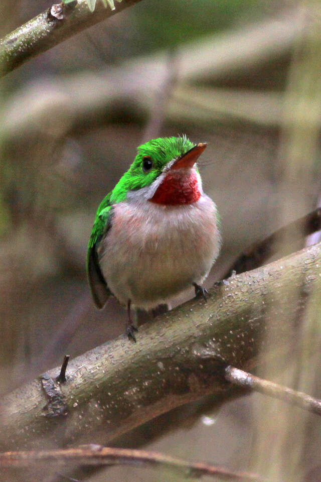 Image of Broad-billed Tody