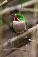 Image of Broad-billed Tody