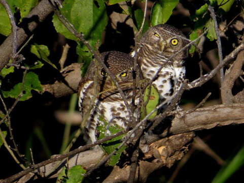 Image of Glaucidium capense ngamiense (Roberts 1932)