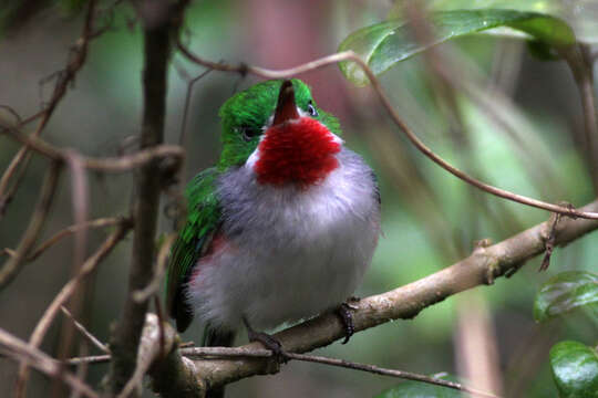 Imagem de Todus angustirostris Lafresnaye 1851