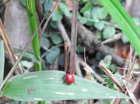 Image of <i>Podagricomela nigricollis</i>