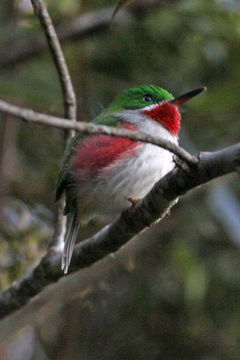 Image of Narrow-billed Tody