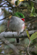 Imagem de Todus angustirostris Lafresnaye 1851