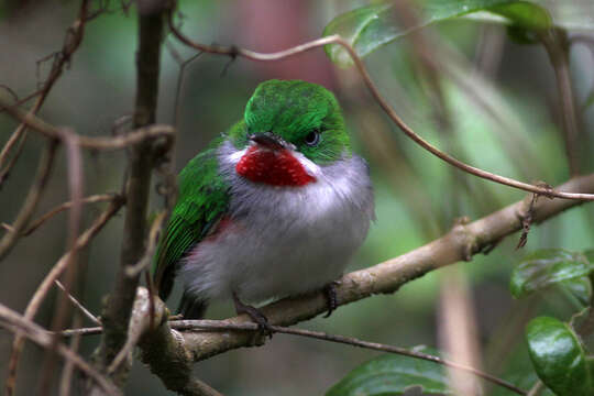 Imagem de Todus angustirostris Lafresnaye 1851