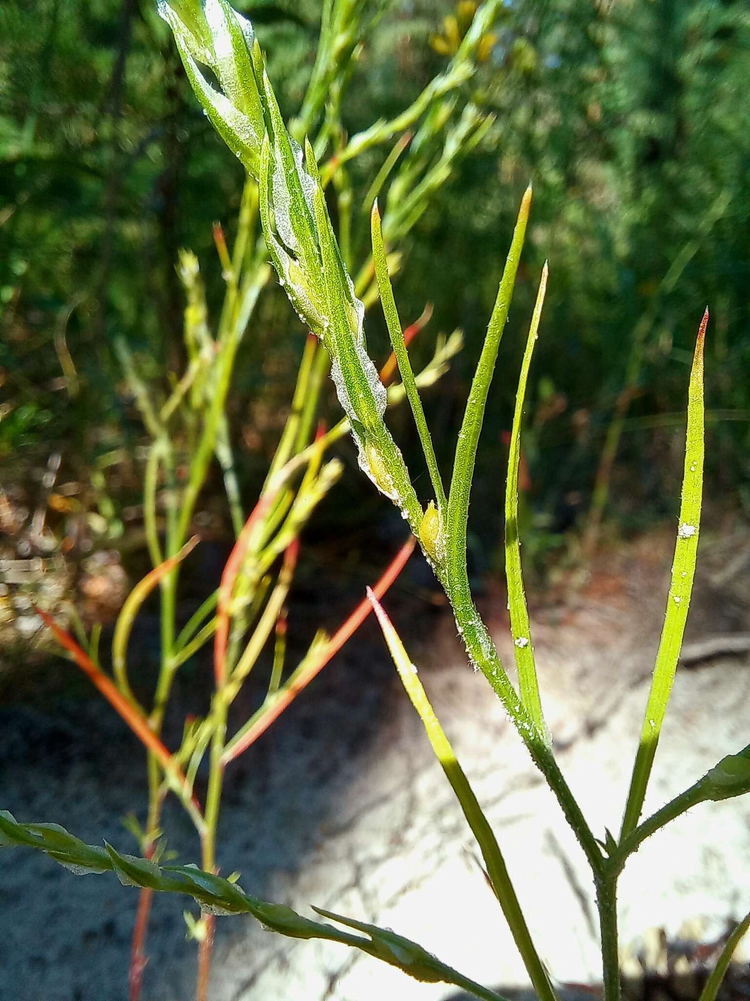 Image of Corispermum declinatum Steph. ex Stev.