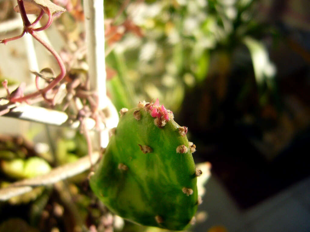 Image of Common Pricklypear