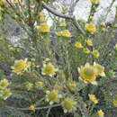 Image of Leucadendron coriaceum Philipps & Hutchinson
