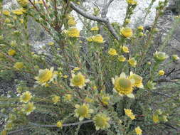 Image of Leucadendron coriaceum Philipps & Hutchinson